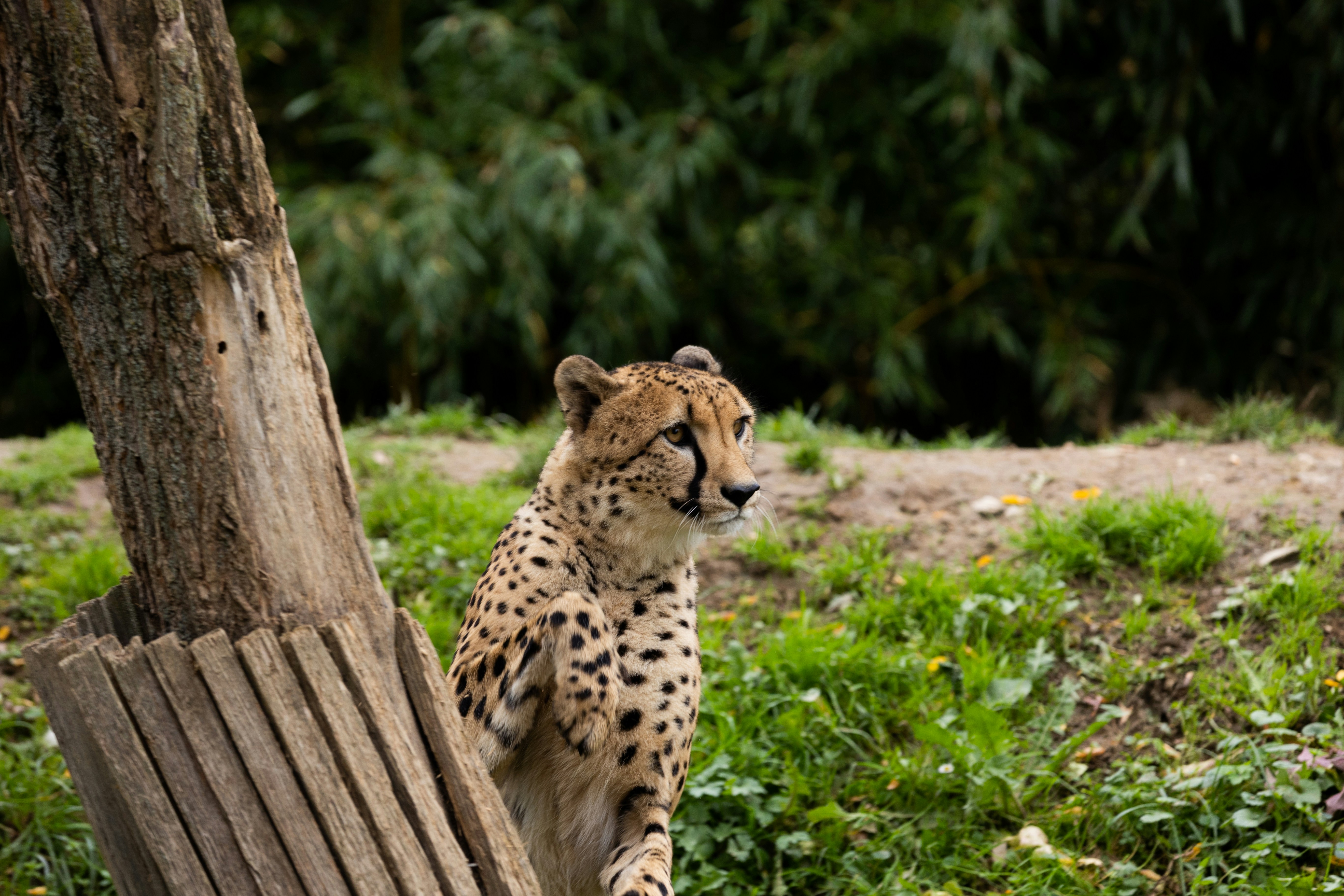 Cheetah Chirps: High-Speed Conversations (image credits: unsplash)