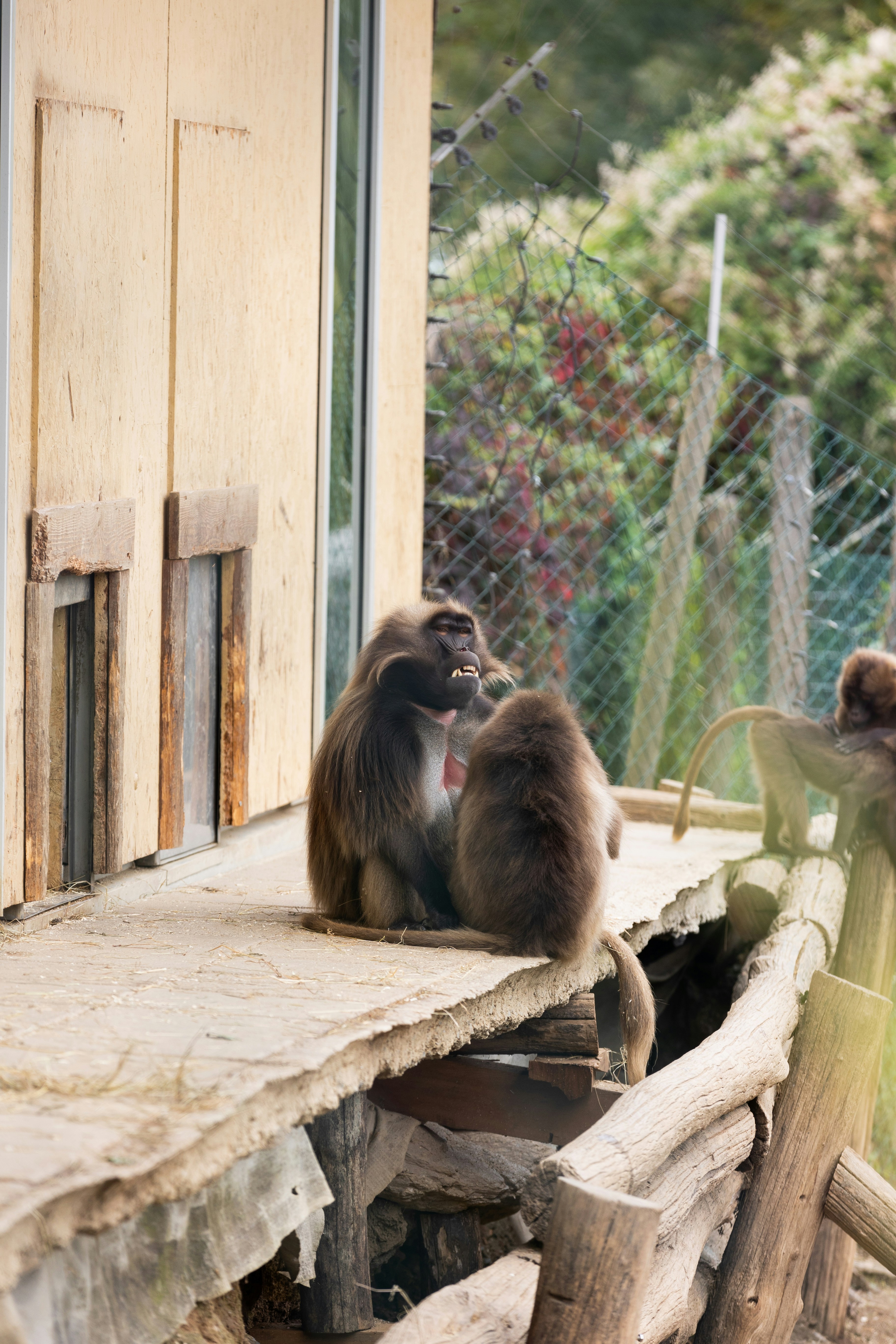 a couple of monkeys sitting on a wooden ledge