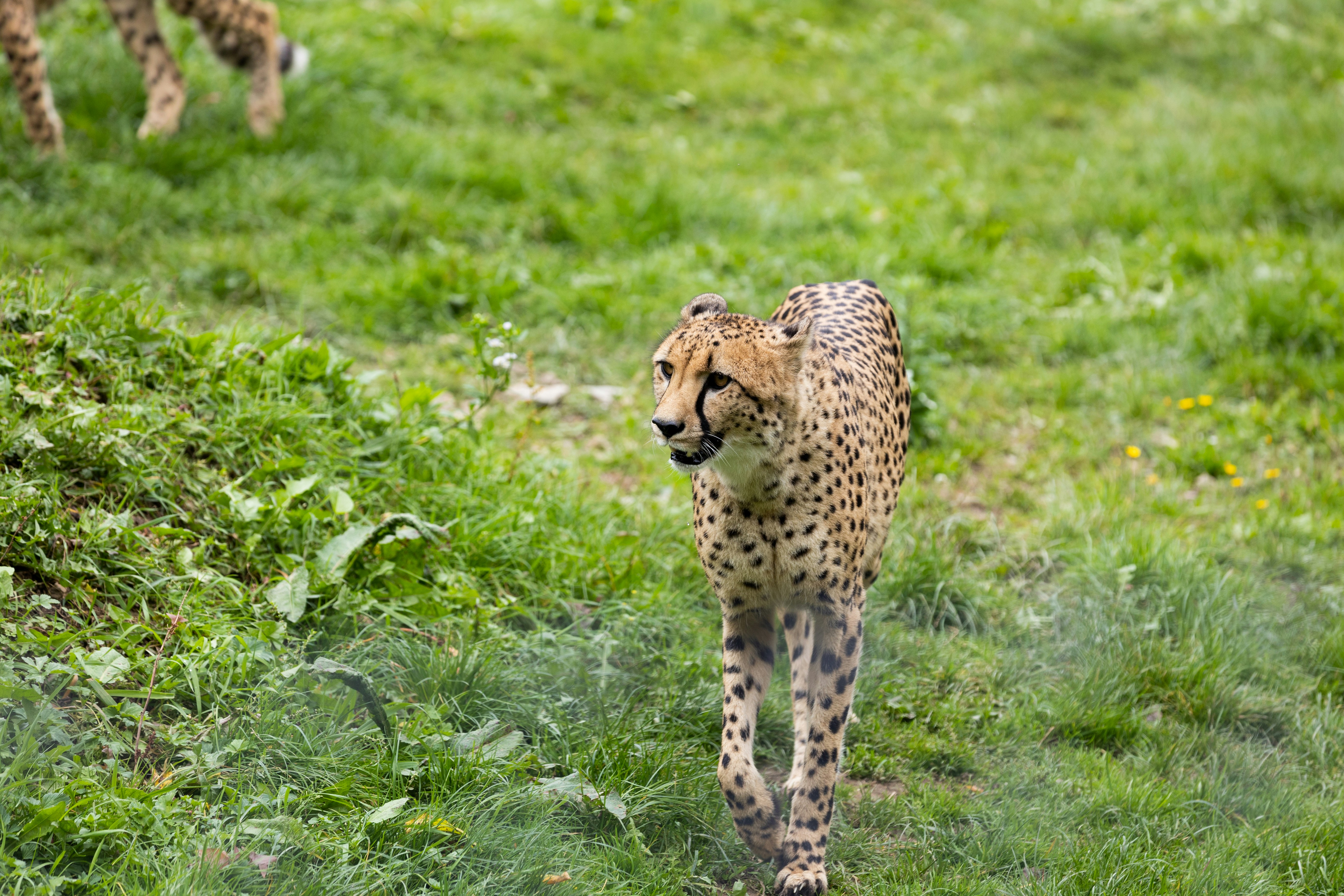 a cheetah in a grassy area