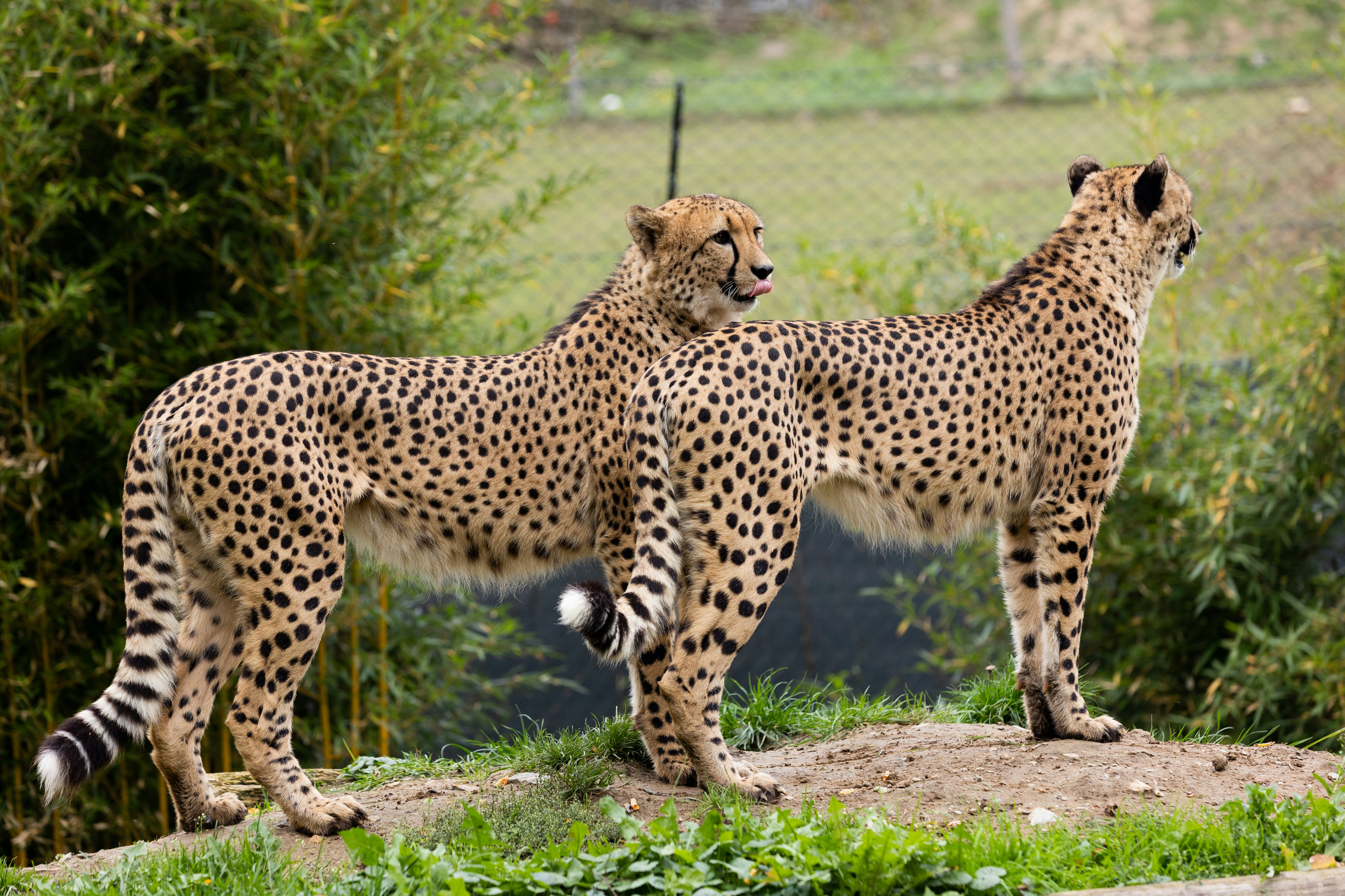 Side-by-Side: Cheetahs’ Sibling Bond (image credits: unsplash)