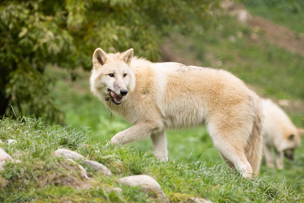 a wolf running in the grass