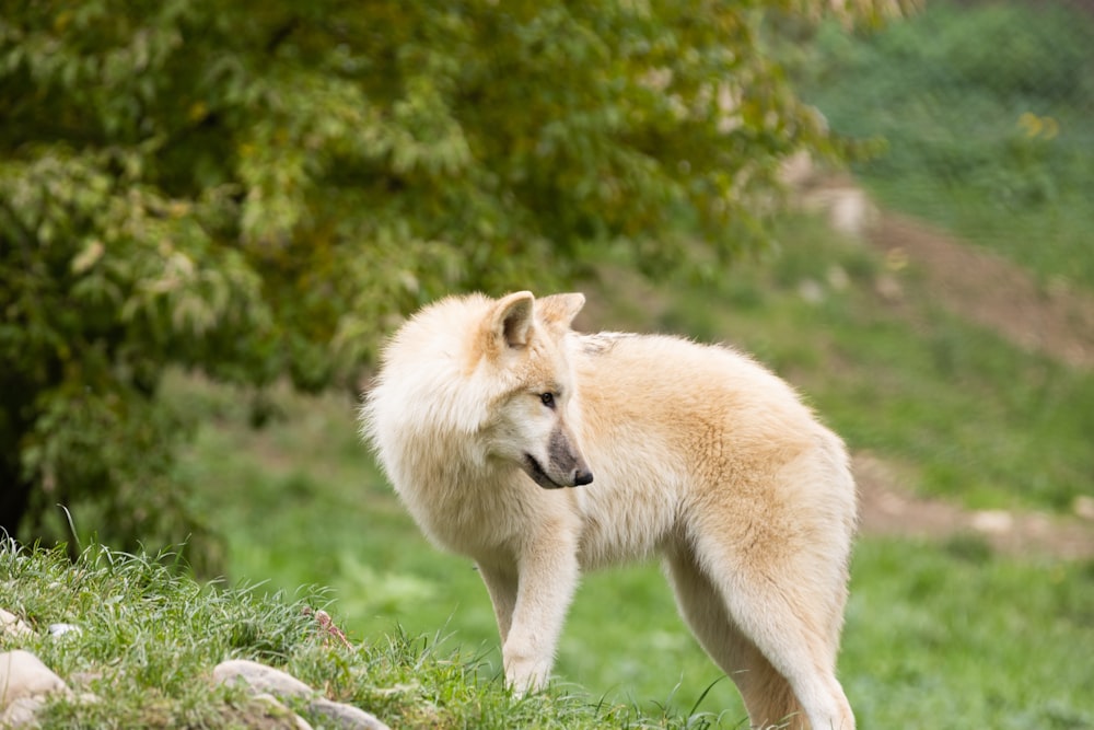 a dog walking in the grass