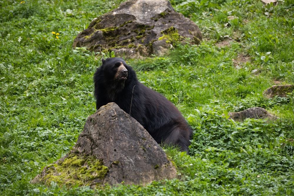 a bear sitting on a rock