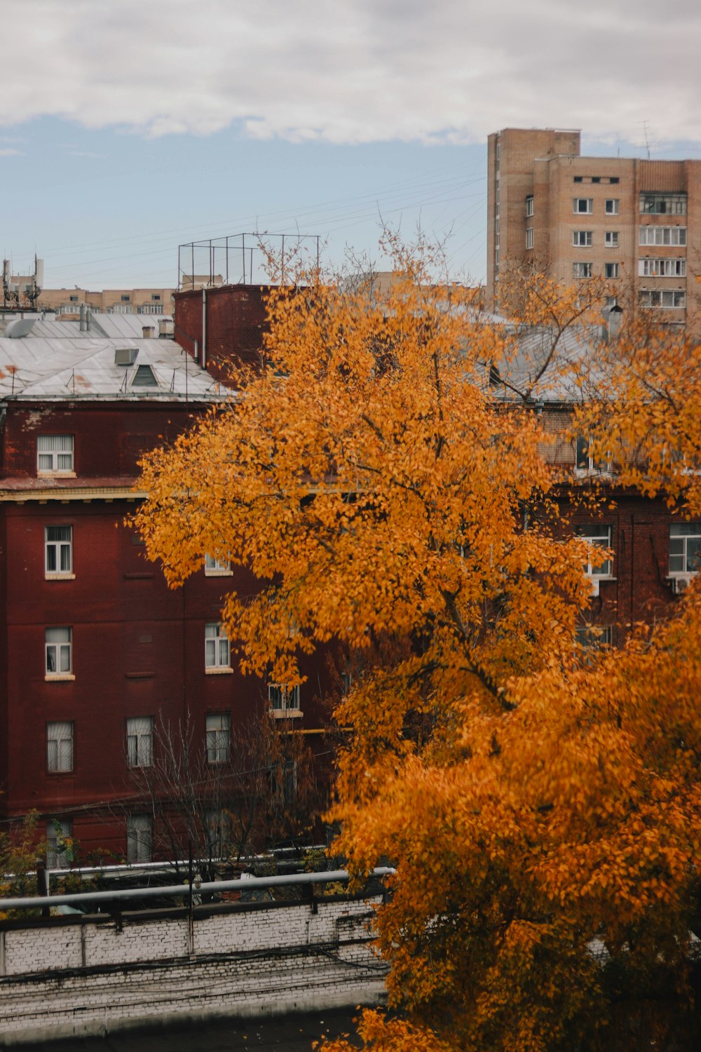 a tree with yellow leaves in front of a building