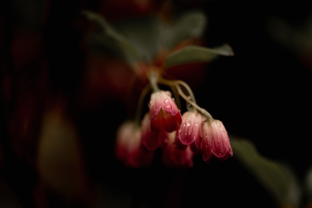 a close up of a flower