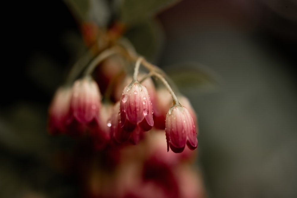 a close up of a flower