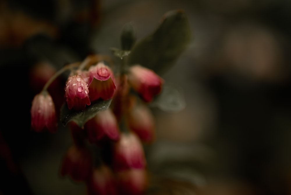 a close up of some flowers