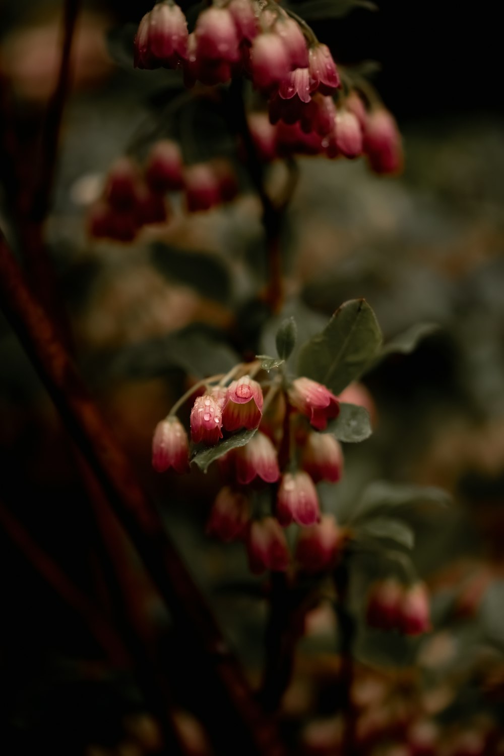 close up of a flower