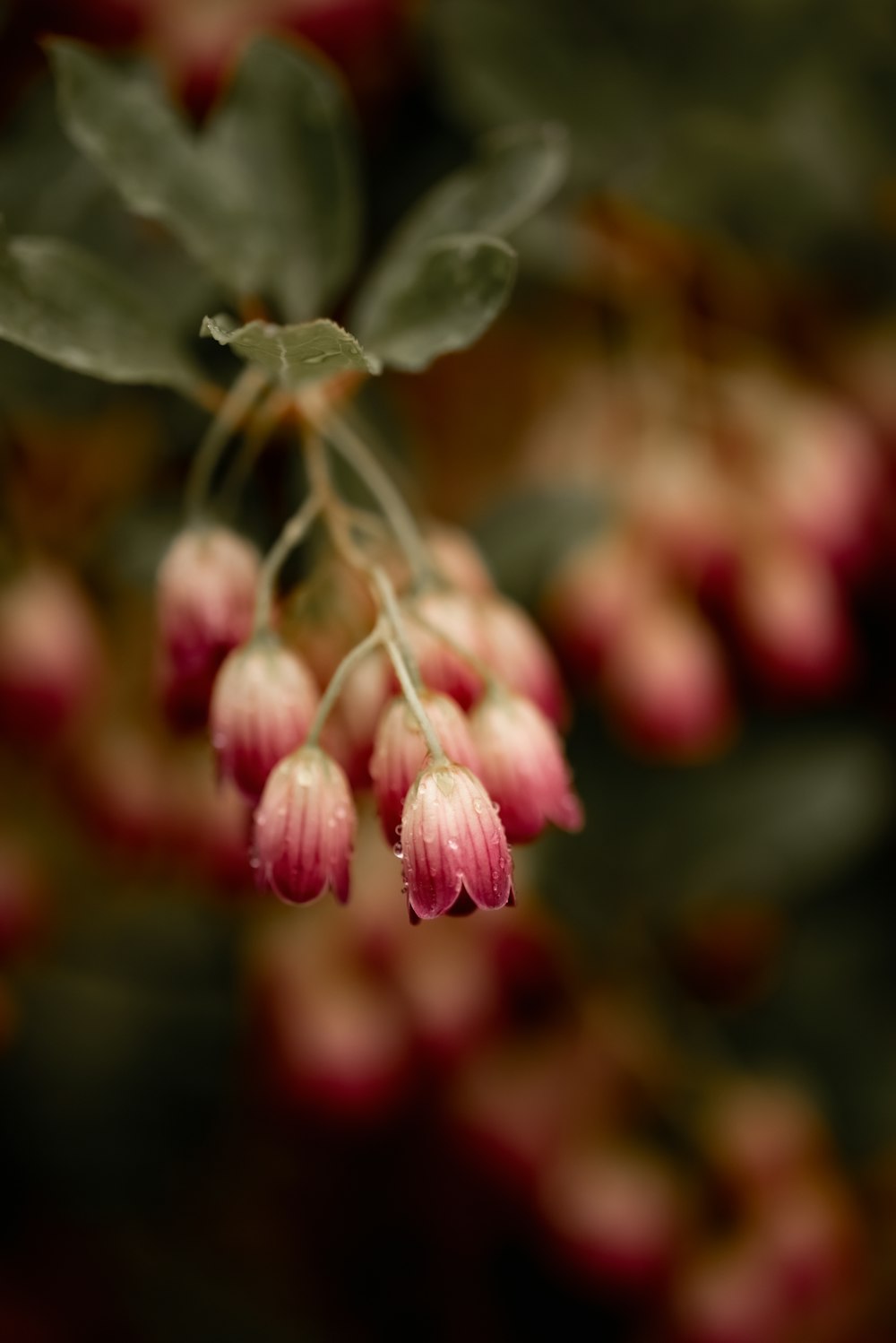 close up of a plant