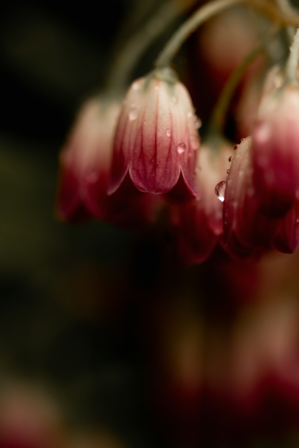 a close up of a flower