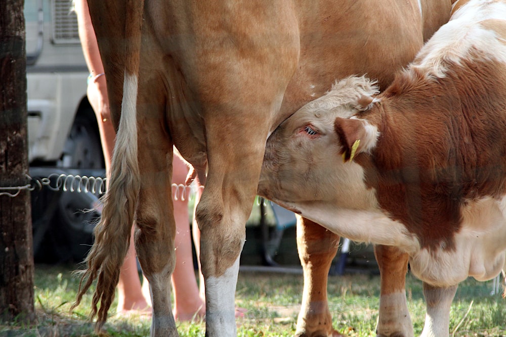 a cow standing next to a person