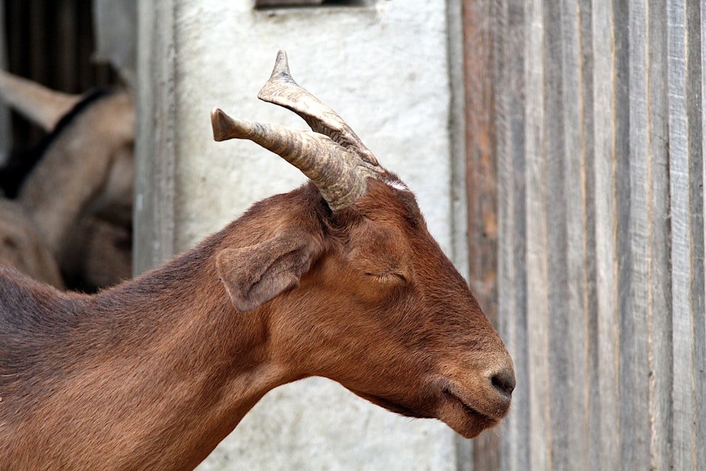 a brown goat with horns