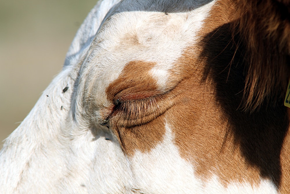 a close up of a horse's face