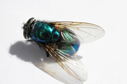 a close up of a fly