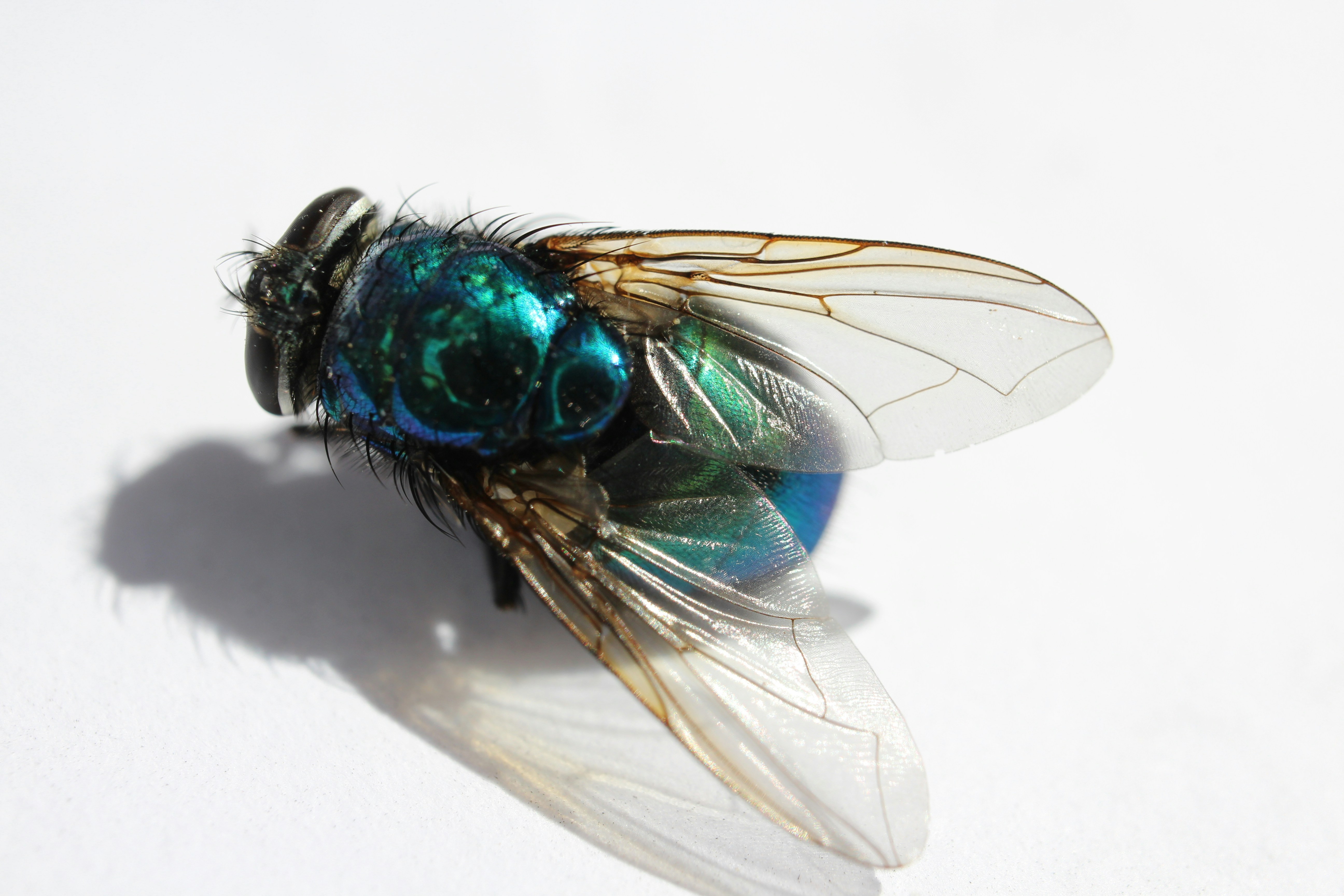 a close up of a fly