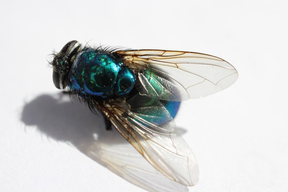 a close up of a fly