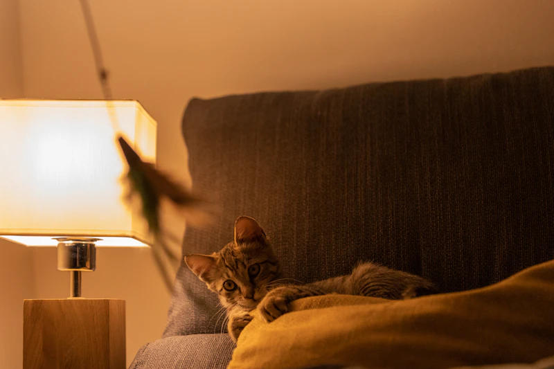 A cat relaxing on furniture