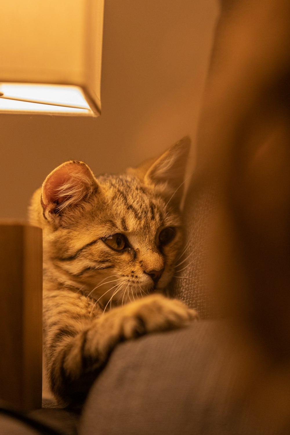 a cat lying on a person's arm