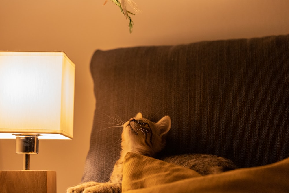 a cat lying on a couch