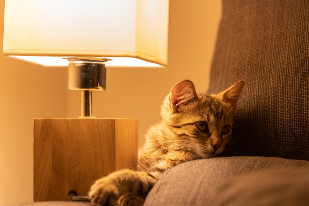 a cat lying on a couch