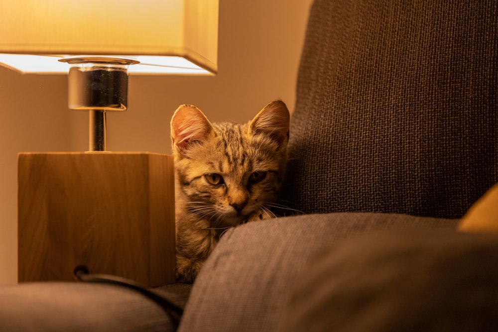 Eine Katze sitzt auf einer Couch