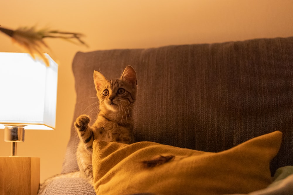 a cat sitting on a couch