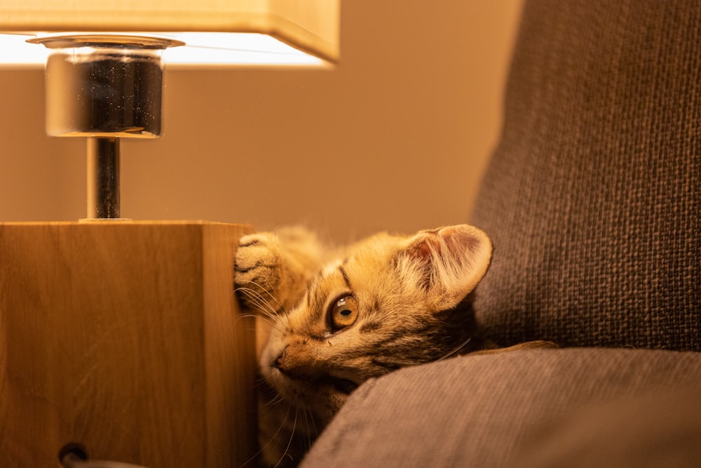 a cat lying on a couch