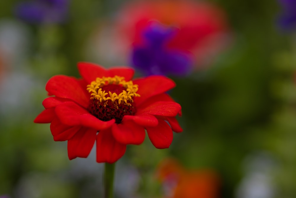 a red flower with yellow center