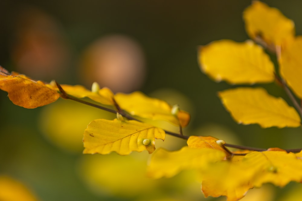 a close up of a plant