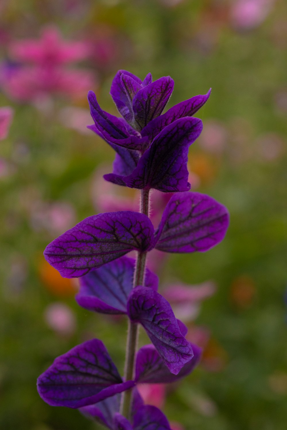 a close up of purple flowers