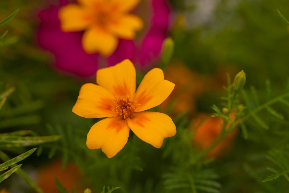 a bee on a yellow flower