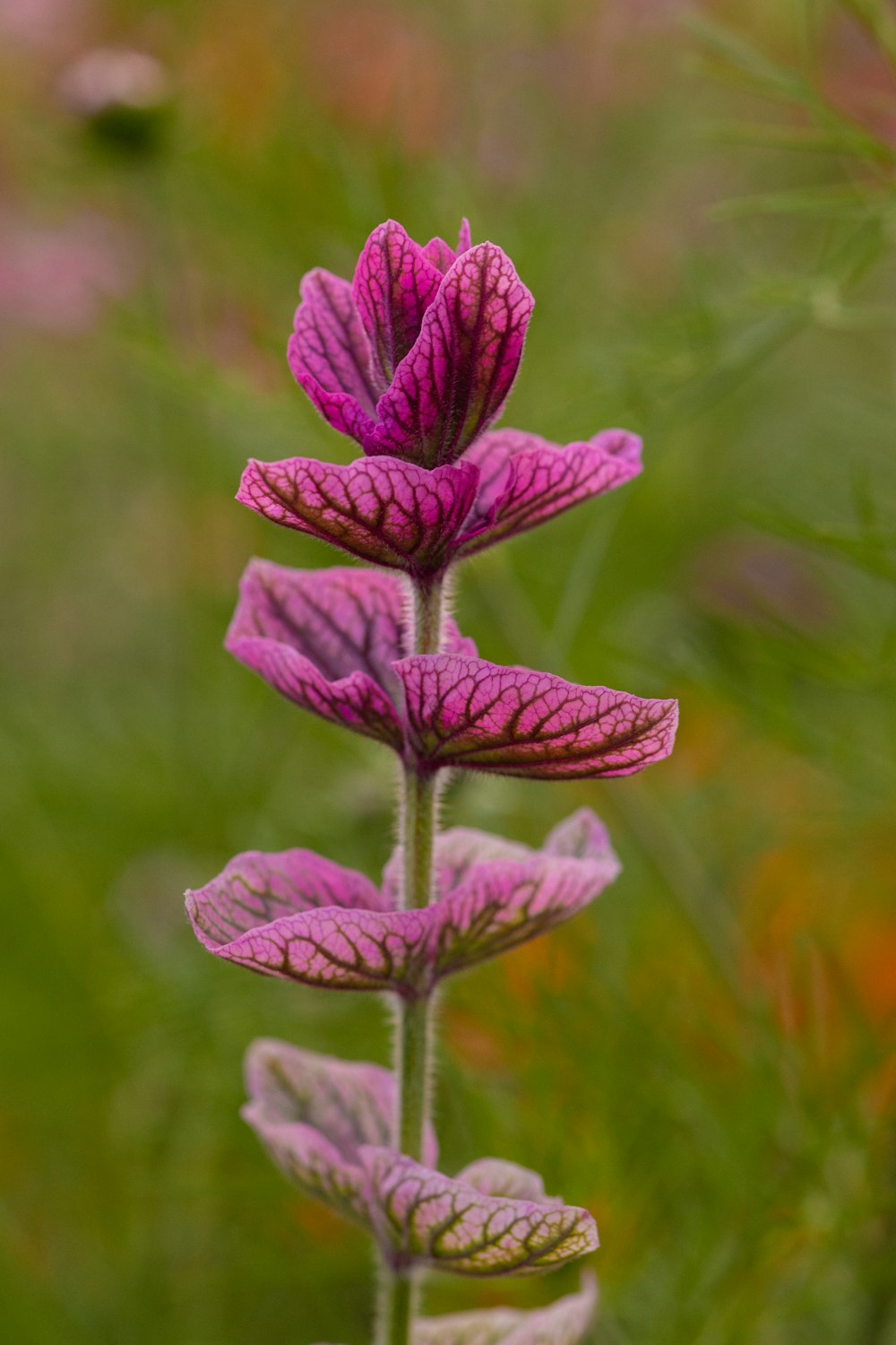 a close up of a flower