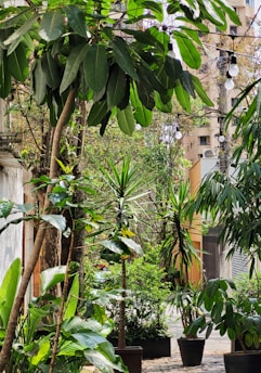 A lush urban garden filled with a variety of green plants and trees, with large, glossy leaves. The scene is set in a courtyard or alley with several potted plants arranged in clusters. Overhead string lights add a touch of charm to the environment, while adjacent buildings and infrastructure are partially visible.