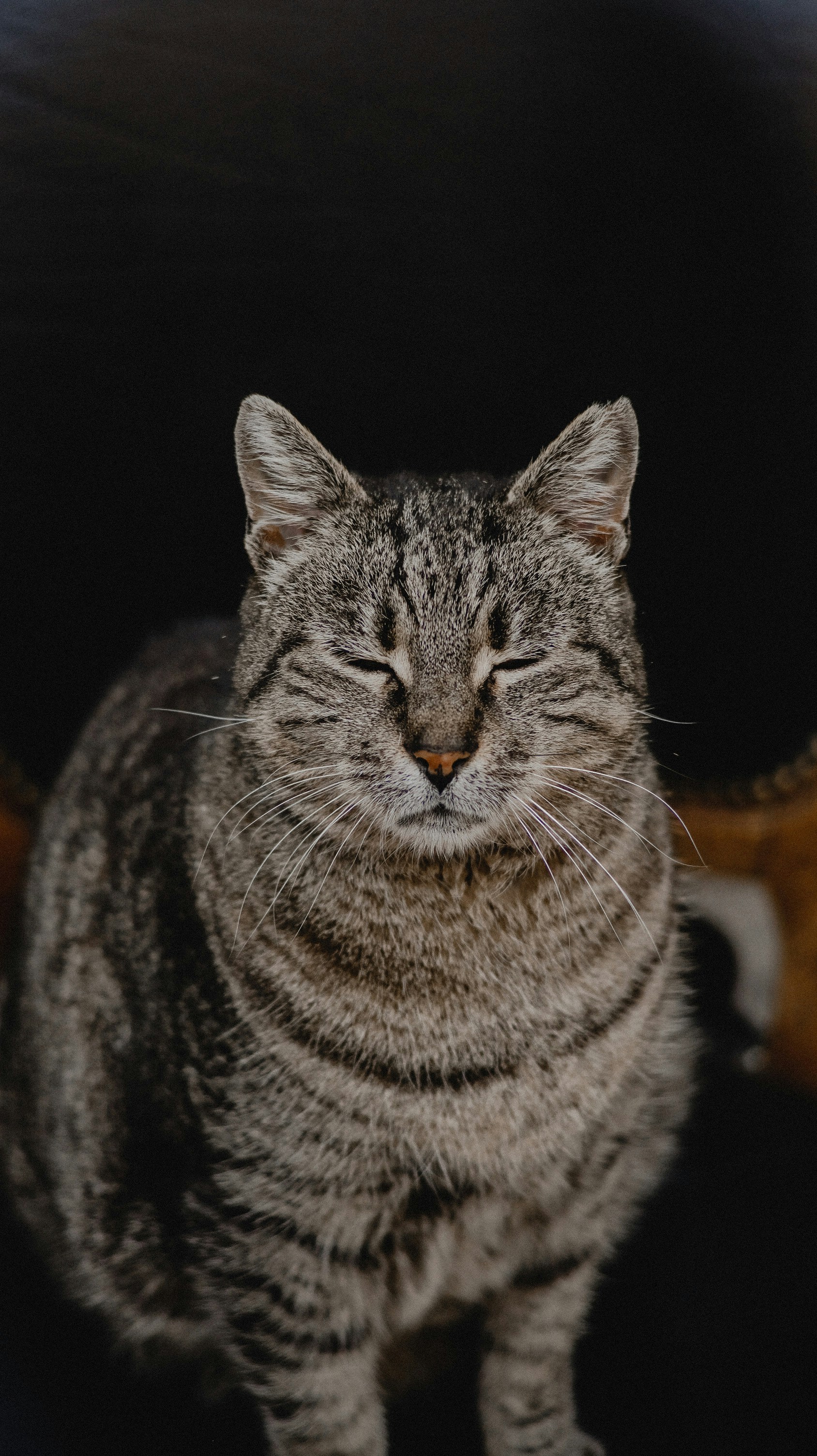 a cat with its eyes closed