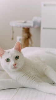 a white cat lying on a bed