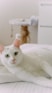 a white cat lying on a bed