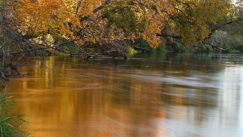 a body of water with trees around it