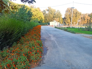 Wildflowers blooming along a quiet walking path on the 58-acre property