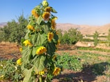 Golden sunflowers standing tall at the edge of the agricultural fields.