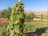 Tall sunflowers with large green leaves and bright yellow petals stand prominently in a field. The surrounding landscape features cultivated garden plots and rows of green plants. In the background, there are hills and mountains under a clear blue sky. Trees are dispersed throughout the scene, suggesting a rural or agricultural setting.