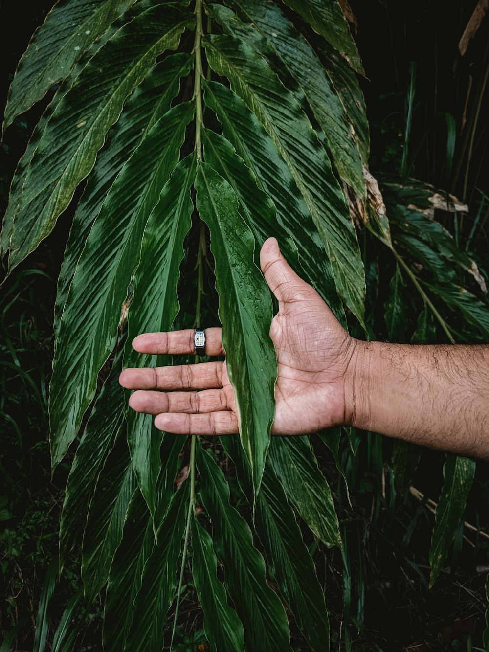 a pair of hands holding a green leaf