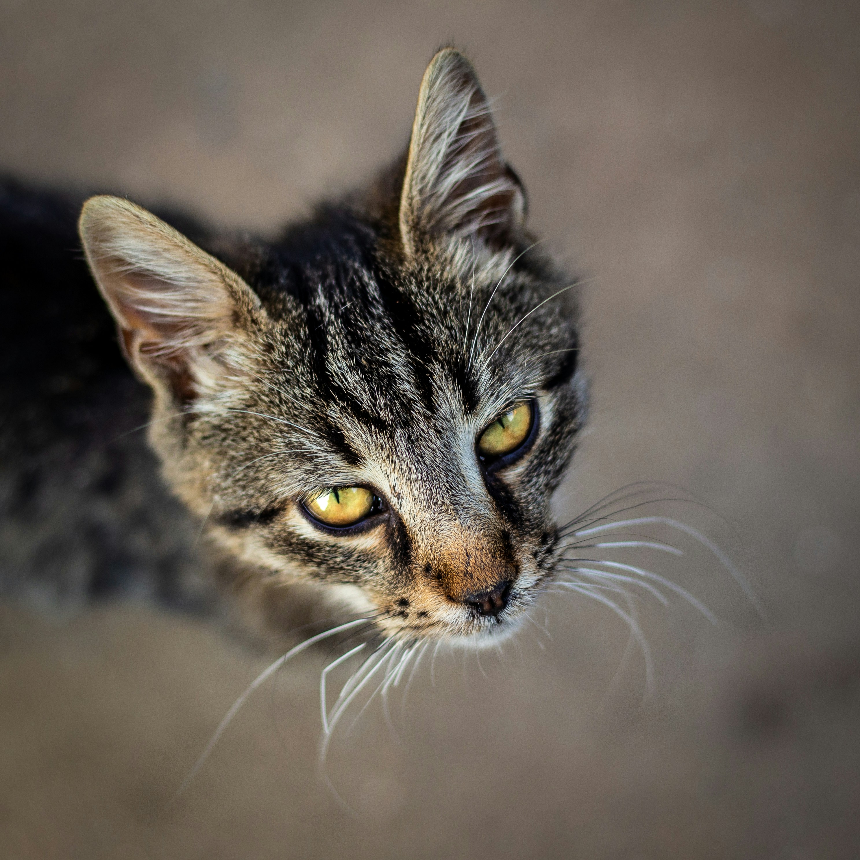 Un gato mirando a la cámara