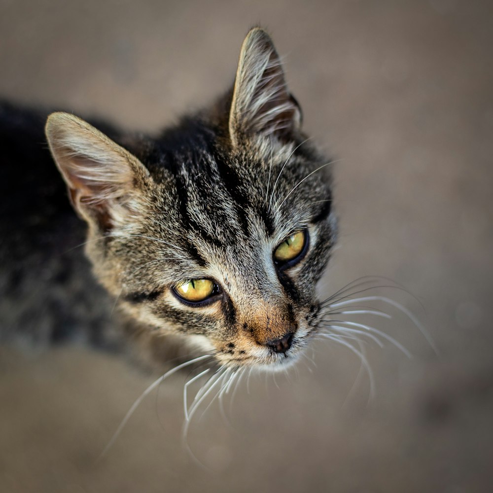 a cat looking at the camera