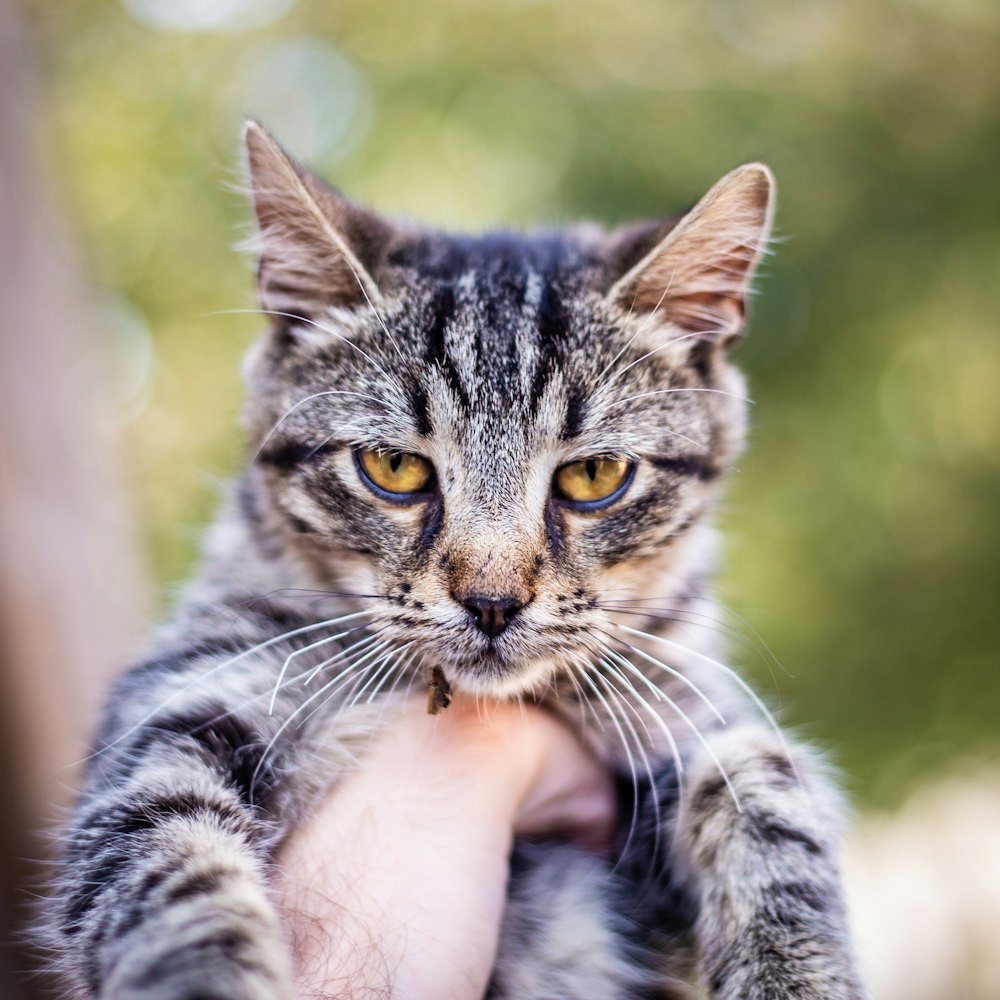 a person holding a cat