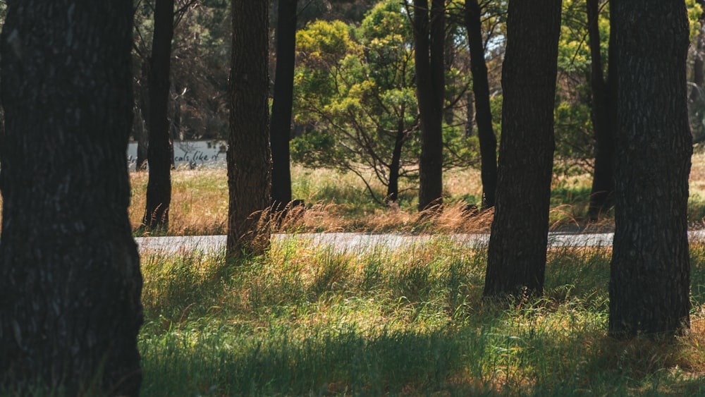 a forest with trees and grass