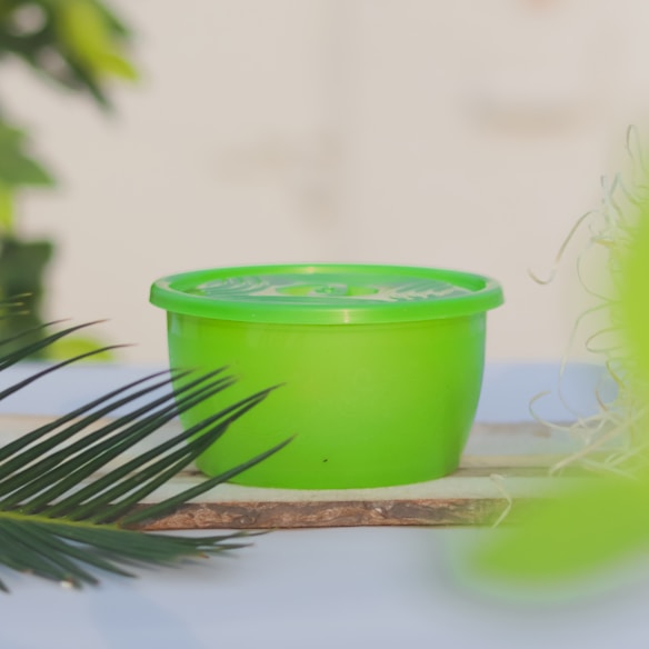 A bright green plastic container with a lid is placed on a wooden surface, surrounded by green foliage and a blurry background. The setting appears to be outdoors with natural lighting.