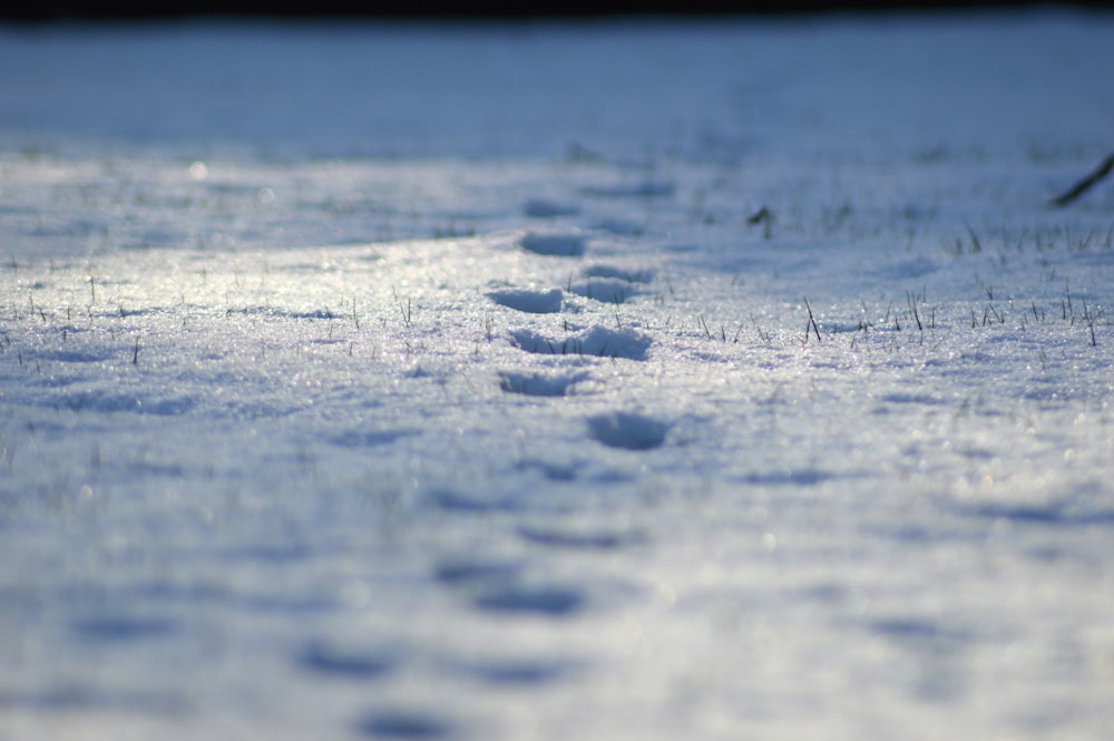 Un primer plano de algo de nieve