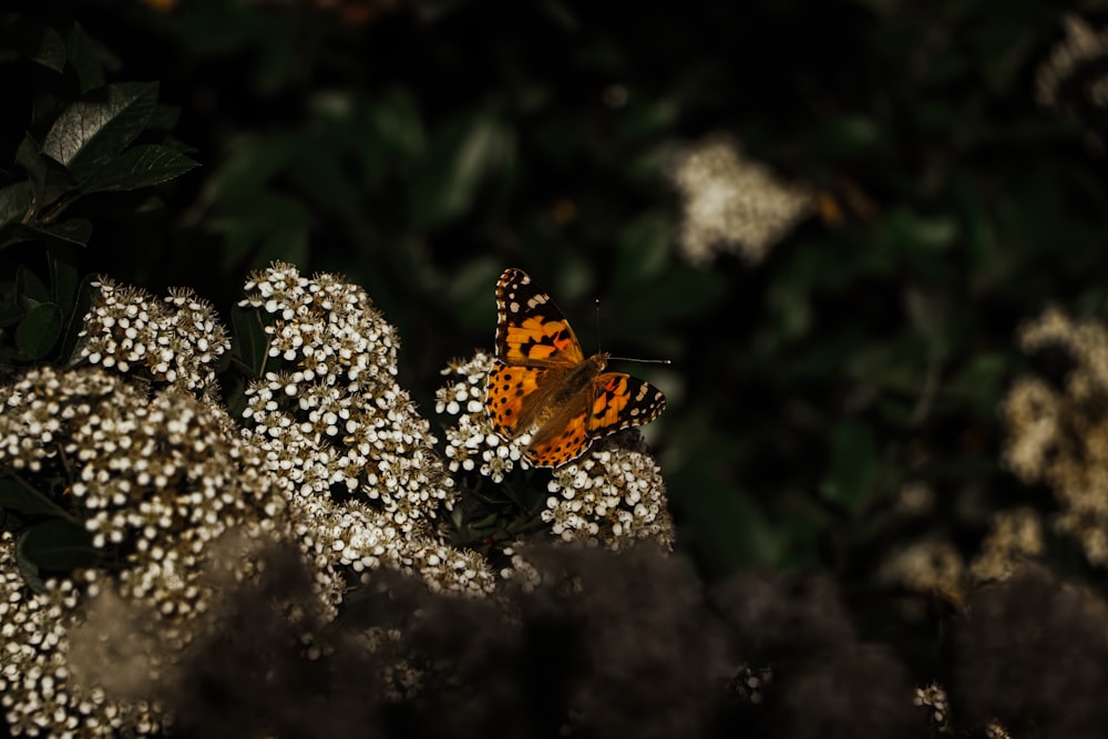 a butterfly on a rock