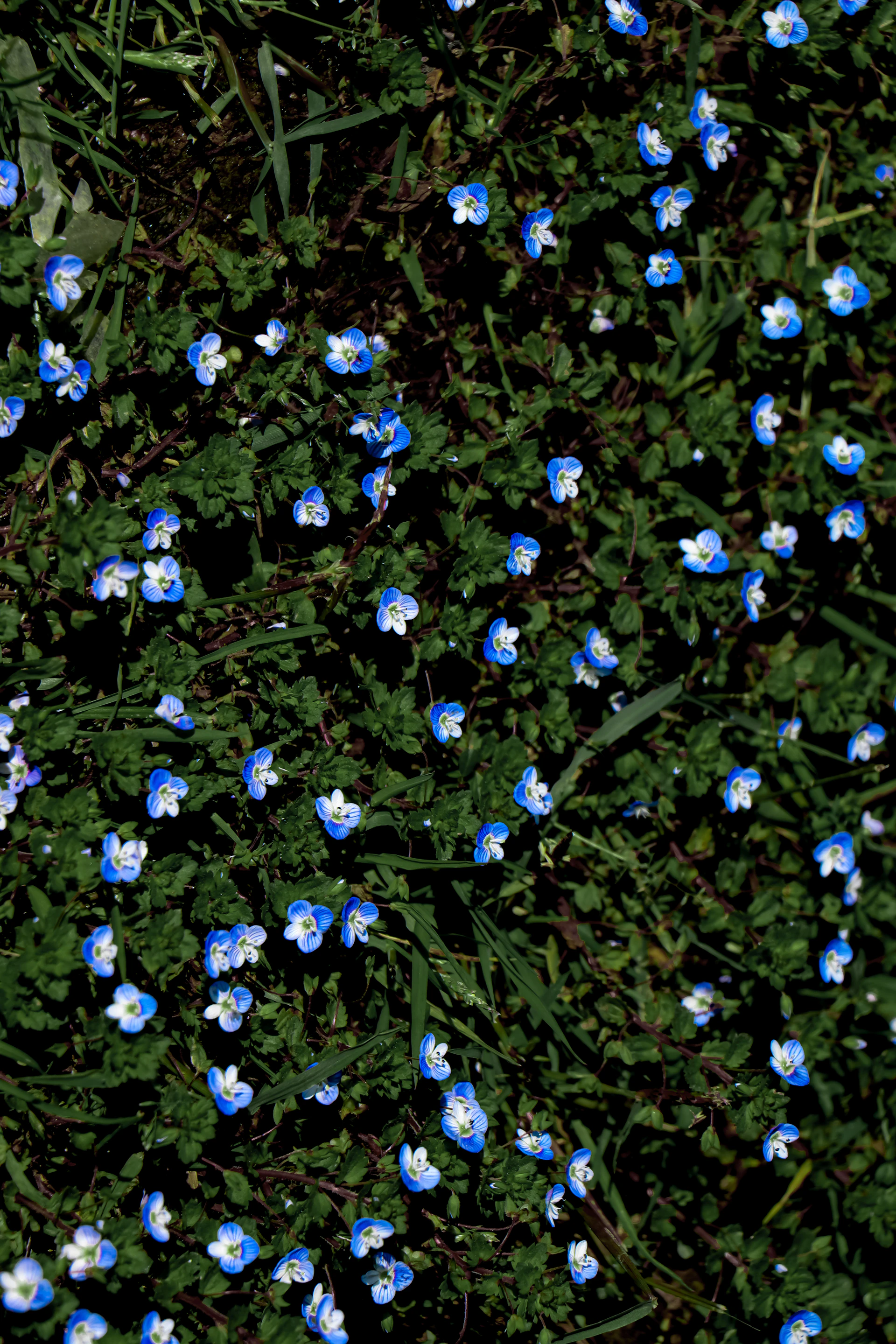 a tree with blue flowers