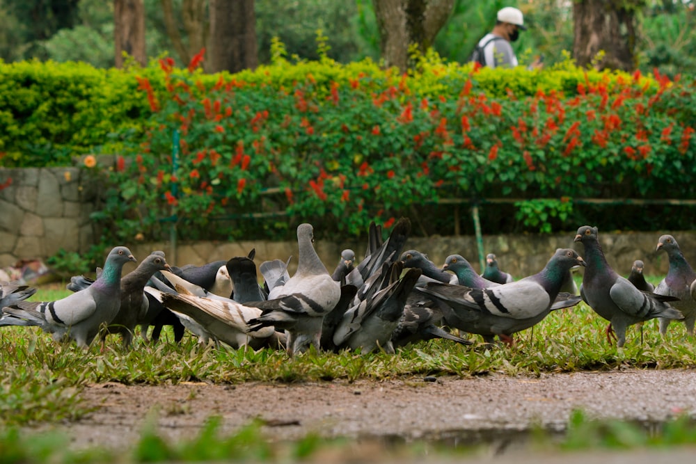 a group of pigeons sitting on the ground